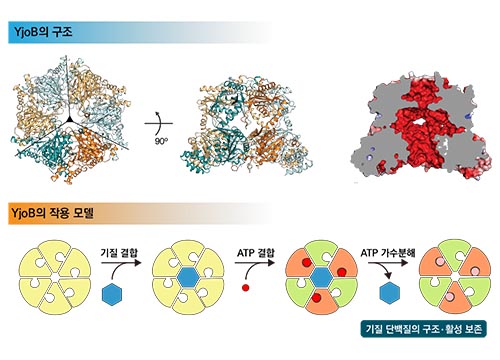 약학부 김동영 교수팀, 새로운 유형의 ‘분자 샤페론’ 발견