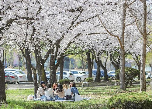 “벚꽃 만개한 영남대 캠퍼스, 봄나들이 어떠세요?”